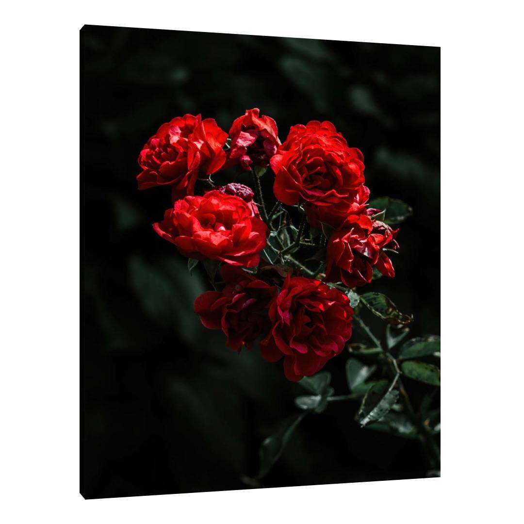 Red Roses